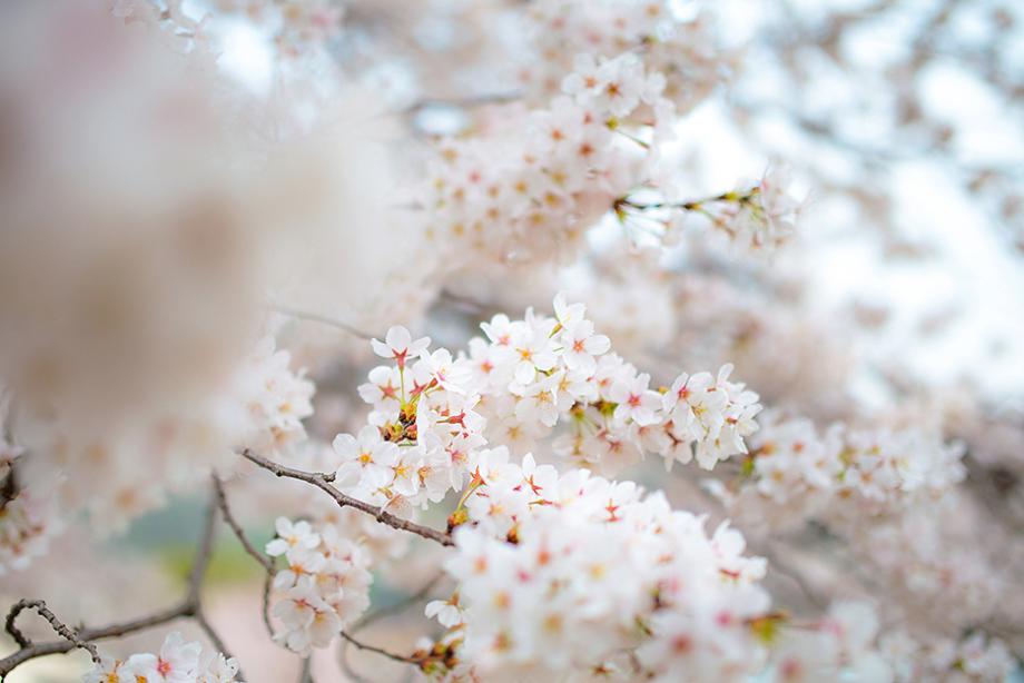 2025 계룡산 벚꽃축제