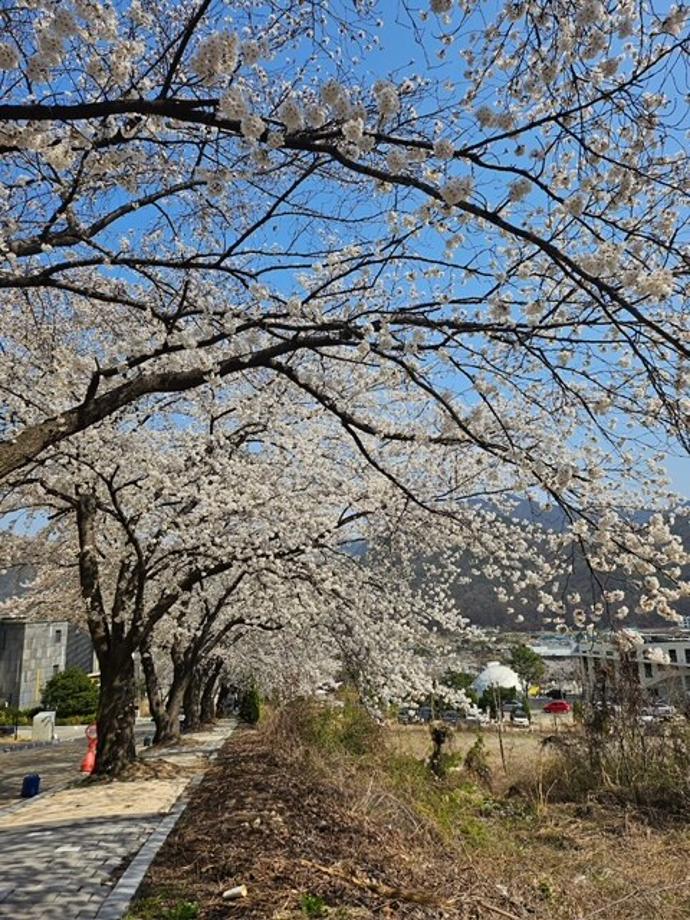 2025 계룡산 벚꽃축제1