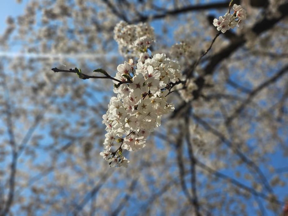 2025 계룡산 벚꽃축제2