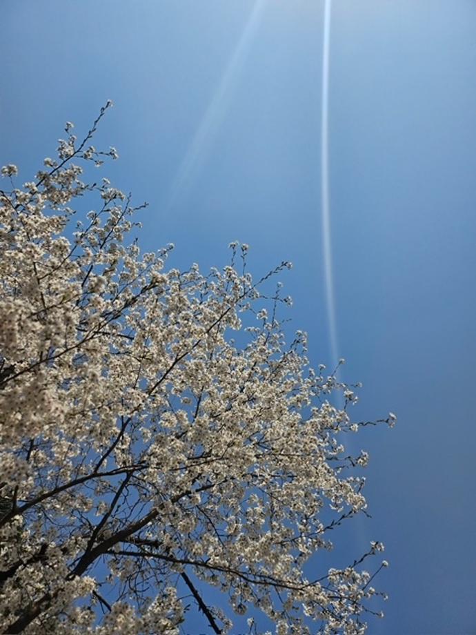 2025 계룡산 벚꽃축제3